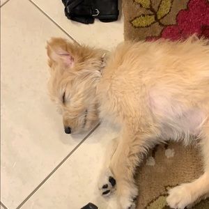 Meet your Posher, Martha